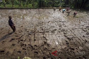 Gerakan Dukung Swasembada Pangan