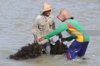 Panen Rumput Laut