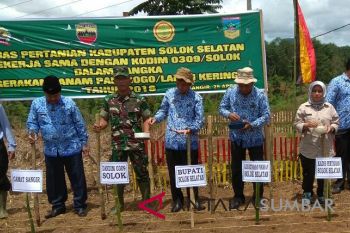 Tingkatkan produksi padi, Solok Selatan tanam 100 hektare padi gogo