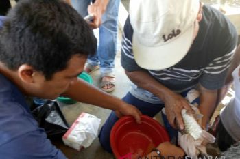 Four species of local rare  fish bred in Solok Selatan
