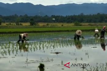 Padang Pariaman terapkan kesepakatan tanam antisipasi hama padi