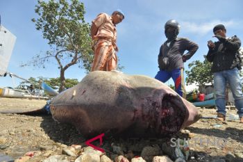Ikan Mola kembali terdampar