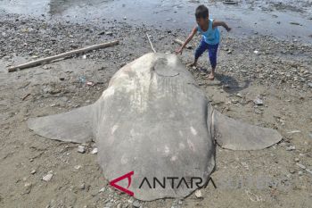 Ikan Mola kembali terdampar