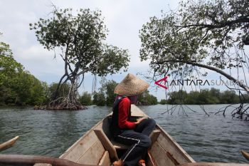 WISATA MANGROVE MENTAWAI