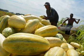 Permintaan Timun Suri Meningkat