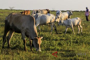 Populasi Sapi Nasional