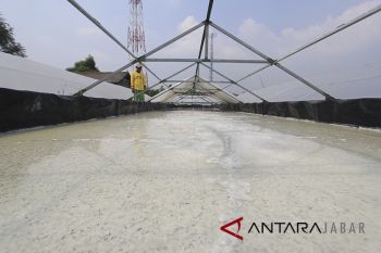 Harga Garam di Cirebon anjlok