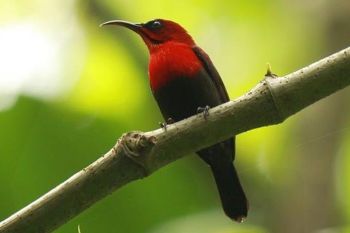BKSDA amankan 340 ekor burung kolibri