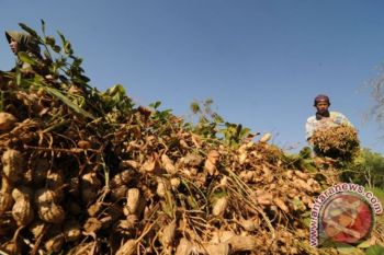 Kacang tanah belum jadi perioritas Parigi Moutong