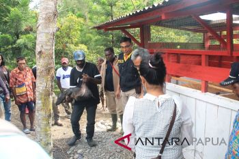 Pemerintah bantu 50 ternak babi untuk warga