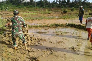 Babinsa Koramil Mindiptana bantu petani siapkan lahan padi