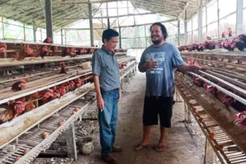 Distan Barut dorong peternak ayam tanam jagung, untuk apa?