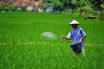 Bencana gempa tidak pengaruhi pertanian padi di Parigi Moutong