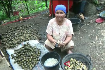 Warga Pasaman Barat buru kolang-kaling untuk penganan buka puasa