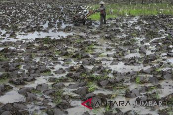 TARGET PRODUKSI PADI SUMBAR 2018 MENINGKAT