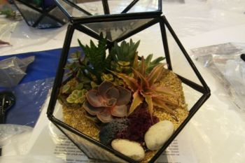 Kiat bertanam di terarium