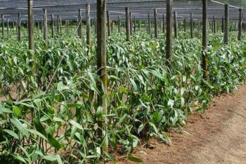Harga vanili Manado bertahan Rp3 juta/kg