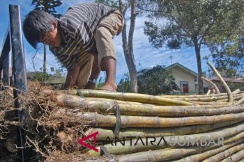 Hasil penelitian mahasiswa Unibra, ini manfaat abu ampas tebu