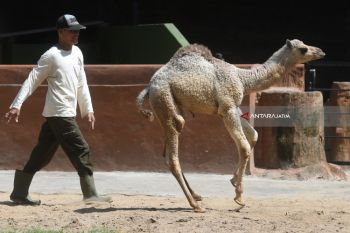 Bayi Unta Punuk Satu KBS
