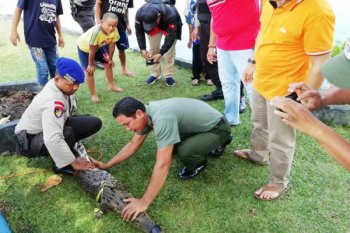 Hi seram! Buaya masuk ke permukiman dan babi seberat 35 kilogram dilahapnya