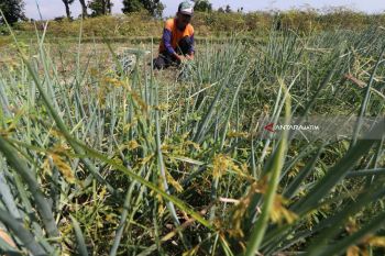 Harga Daun Bawang Anjlok