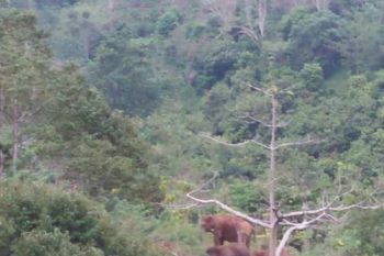 TWNC  Sayangkan Pembukaan Tambak Wayharu Pesisir Barat