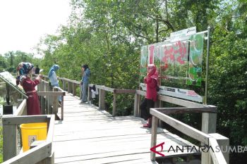 18.000 wisatawan kunjungi objek wisata jalur penelusuran hutan bakau Pariaman