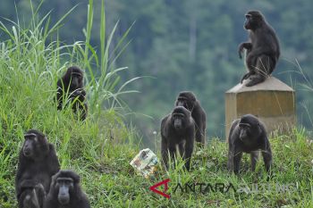 Kelompok Kera Hitam Sulawesi
