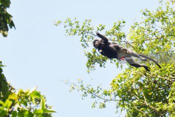 Lutung Jawa Gunung Lawu