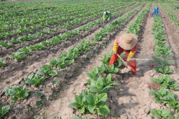 Produksi Tembakau Madura
