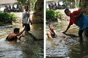 Warga Tolitoli tangkap buaya pemangsa sapi