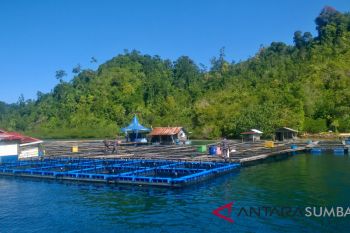 PT ASS di Pesisir Selatan mampu hasilkan 15 ton ikan kerapu per tahun