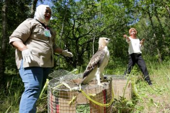 BKSDA melepasliarkan dua ekor elang di Tahura Bunder Yogyakarta