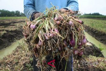 Produksi bawang merah dan cabai naik