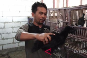 Dianggap berdaya mistik, permintaan ayam cemani meningkat jelang pilkada
