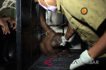 EVAKUASI ORANGUTAN SUMATERA