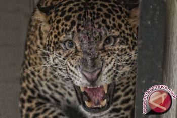 BKSDA lepasliarkan macan tutul ke Gunung Tilu
