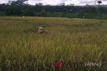 Luas panen padi di Banyumas capai 20.000 hektare