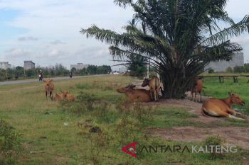Mulai Jumat, Satpol PP Kobar razia sapi yang berkeliaran
