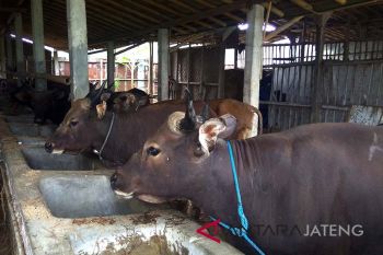 Perketat pengawasan hewan kurban, Purbalingga terjunkan puluhan petugas