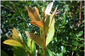 Petani kembangkan teh daun pelawan
