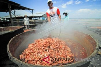 UDANG ASIN MINIM BAHAN BAKU