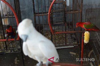 Sita burung dilindungi