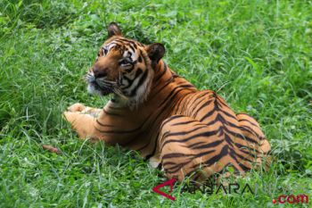 Four Sumatran tigers showcased at tierpark zoo, Germany