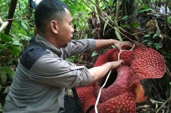 BUNGA RAFFLESIA AGAM