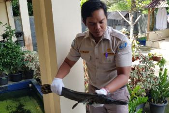 17 ekor ikan berbahaya telah diserahkan ke BKIPM