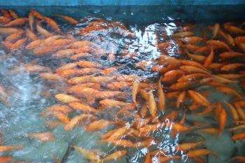 Pemerintah Kota Kupang bantu 105.000 benih ikan