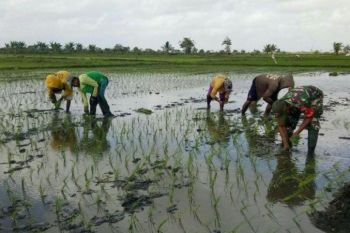 Babinsa Merauke bantu petani tanam padi
