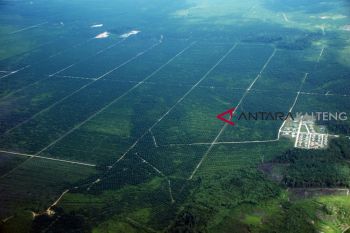 Barut remajakan kebun kelapa sawit seluas 900 hektare