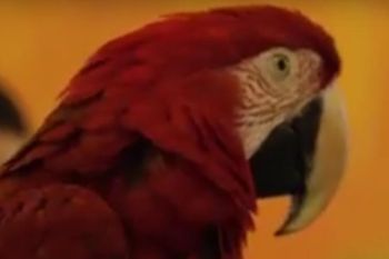 15 persen burung endemik Indonesia terancam punah